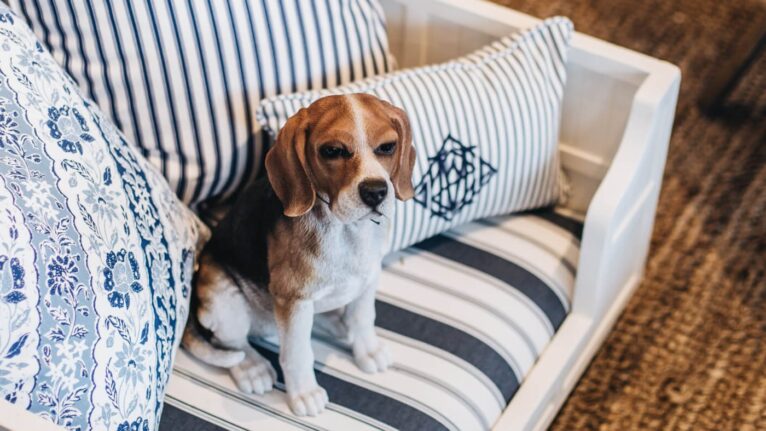 Pet-Friendly Design That Doesn’t Sacrifice Style